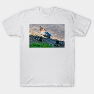 Common Gallinule T-Shirt